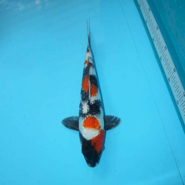 SHOWA GINRIN 30 CM