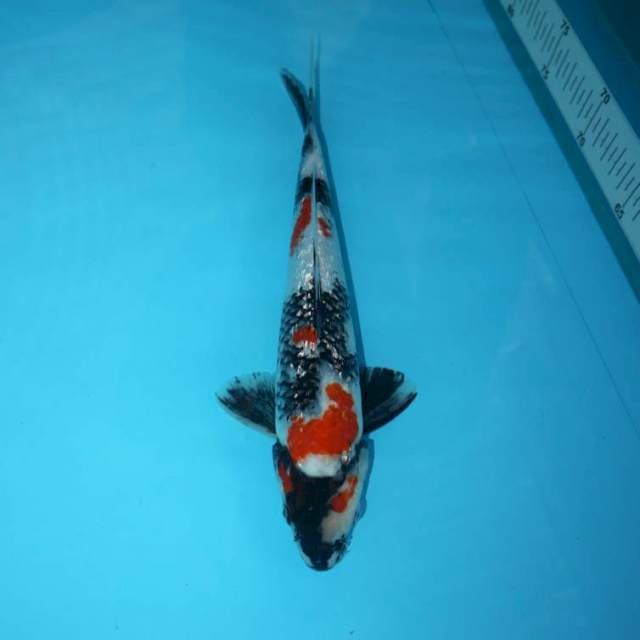 SHOWA GINRIN 28 CM