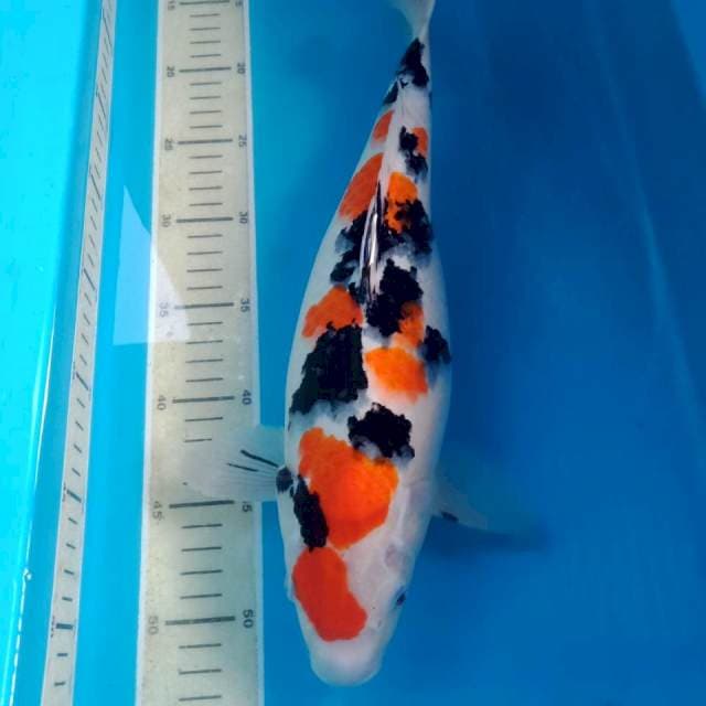 Sanke 40 cm