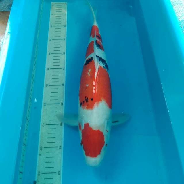 Sanke F1 Sakai 46 cm