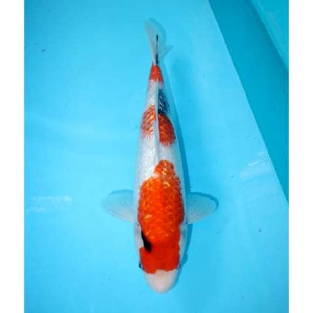 Showa Ginrin 35 cm