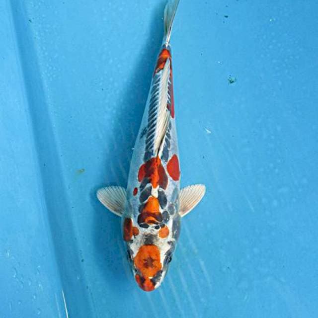 Kujaku kiko ±22cm