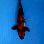Showa ±22cm