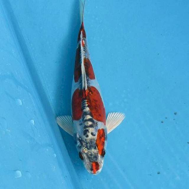 Benigingga doitsu ±17cm