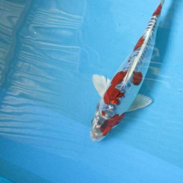 Gosiki doitsu±20cm