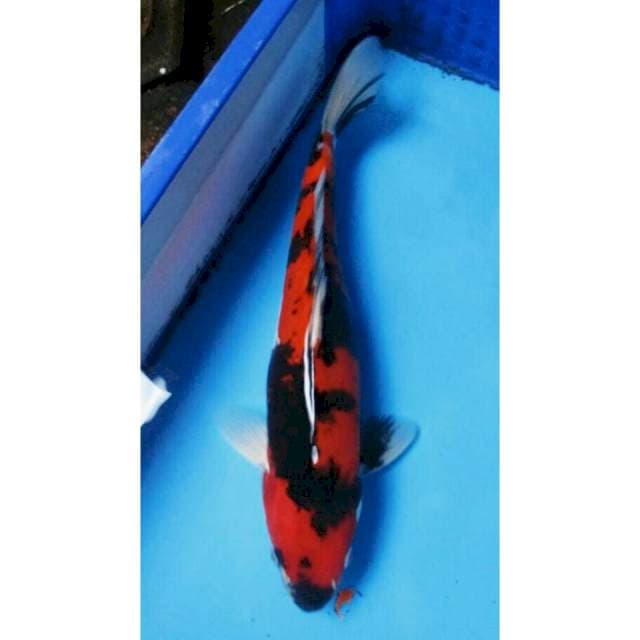 HI SHOWA DOITSHU JANTAN 40CM