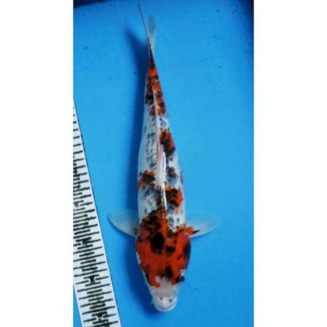 SANKE KOROMO JANTAN 40CM