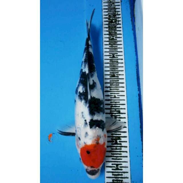 TANCHO SHOWA FEMALE 37CM