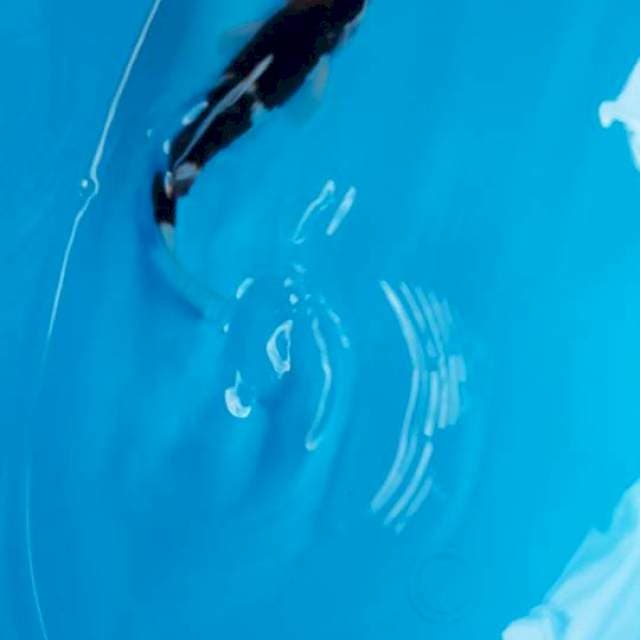 Goromo