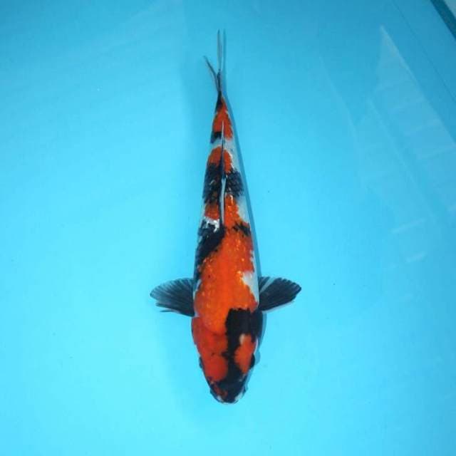 Showa Ginrin 29 cm
