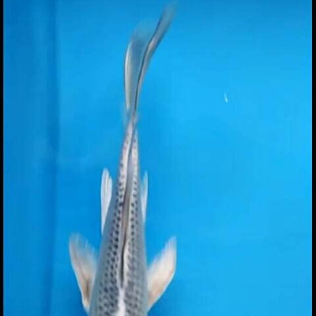 KUMPAY MATSHUBA