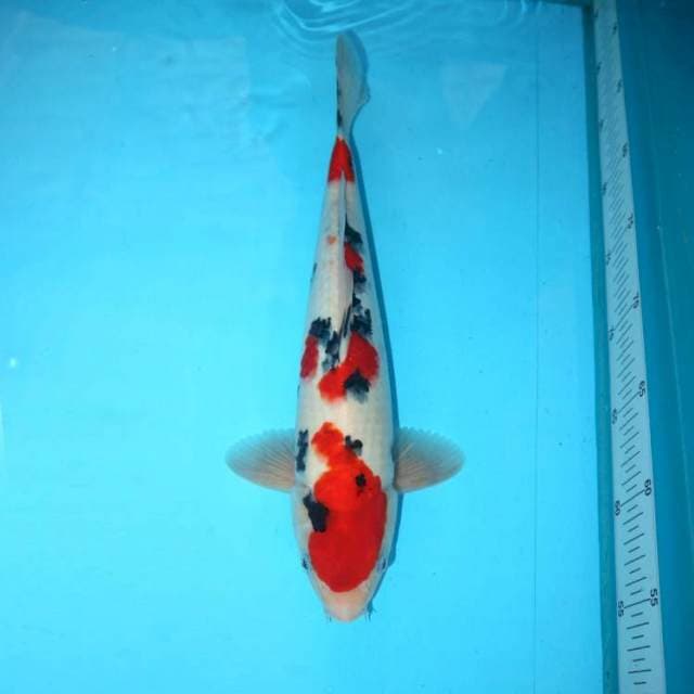 Sanke 34 cm