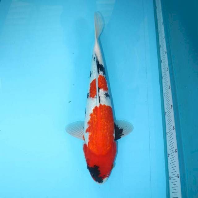 Showa Ginrin 43 cm