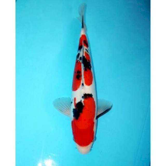 Doitsu Sanke 37 cm