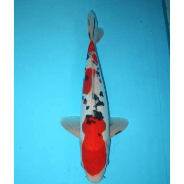 Doitsu Sanke 37 cm