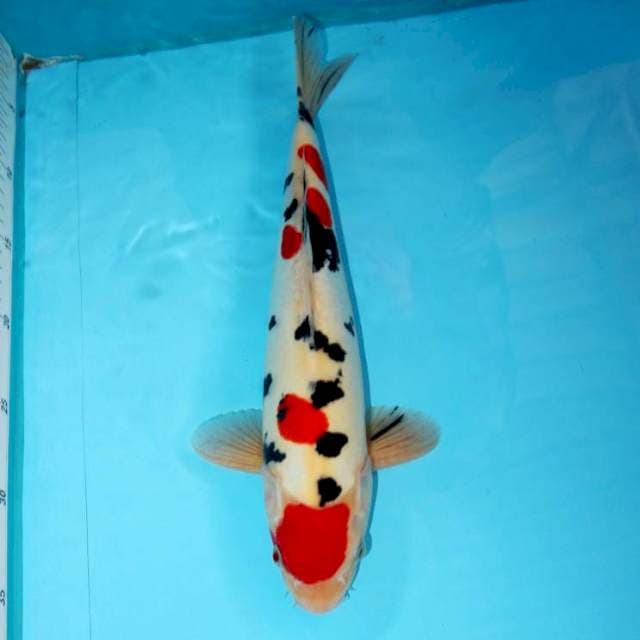 Maruten Doitsu Sanke 35 cm
