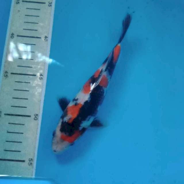 Showa Pedes 18 cm