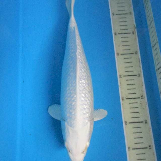 White platinum 30cm