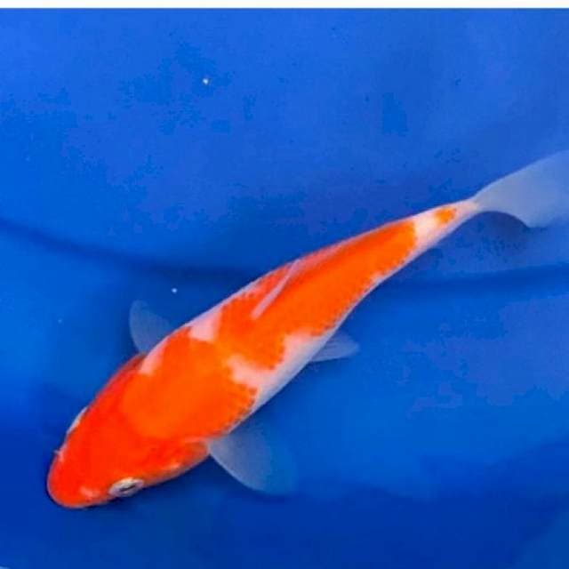 KOHAKU F1 MOMOTARO