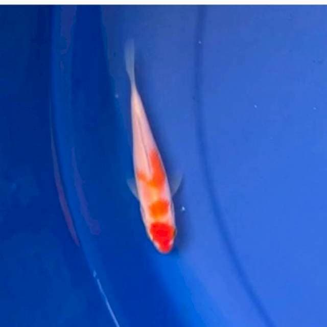 Maruten Kohaku F1 MOMOTARO