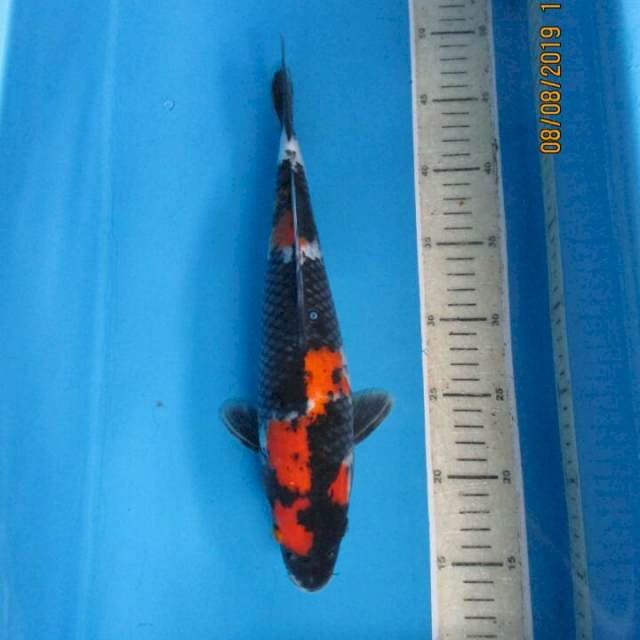 Sansoku33cm