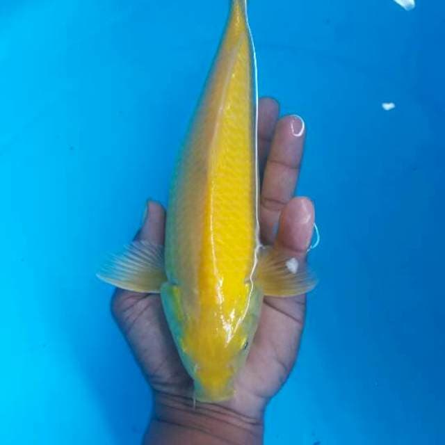 Karasi 