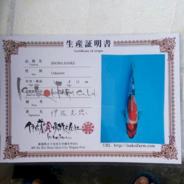 Showa isa koi farm