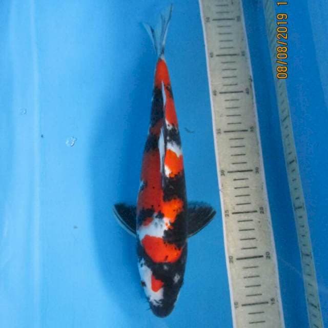 Sansoku35bu