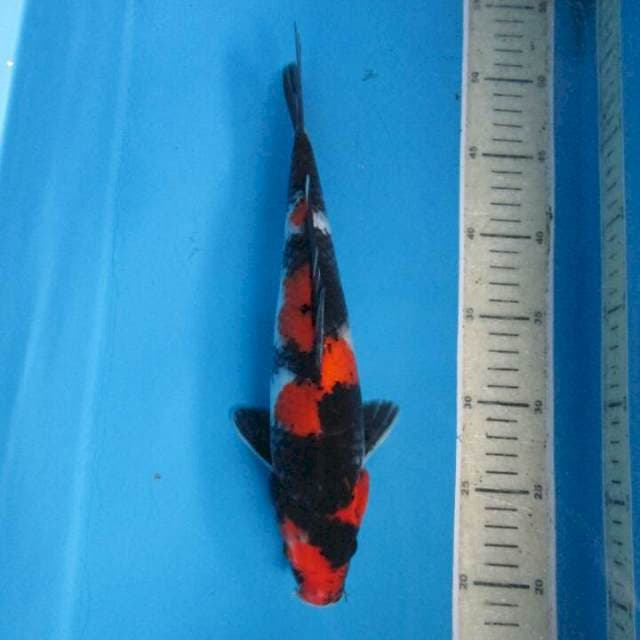 Sansoku30cm