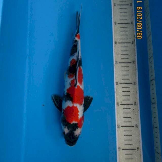 Sansoku35bu