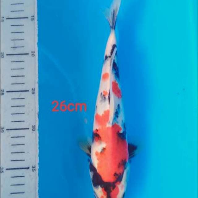 Kindai male