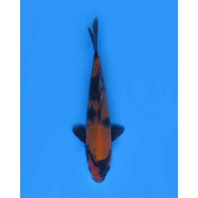 Hi Utsuri SQ , 22cm