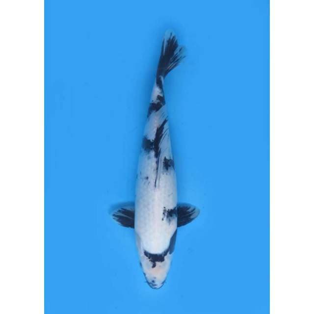 Shiro Utsuri Putih Salju , 35cm