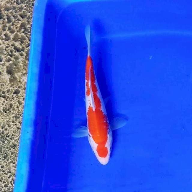 KOHAKU ORI