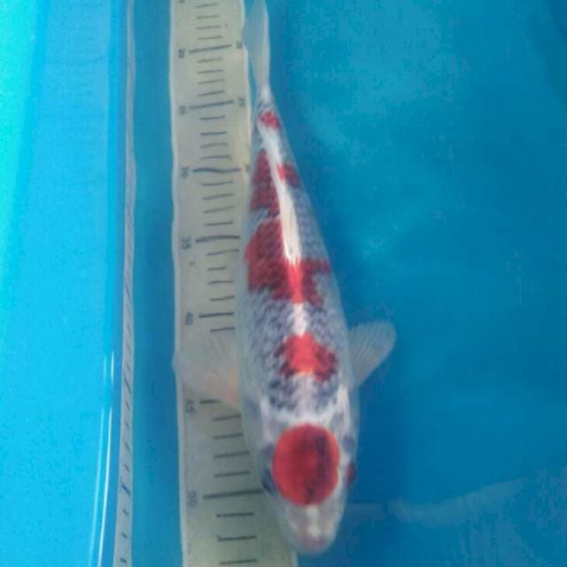 Goshiki, 33 cm