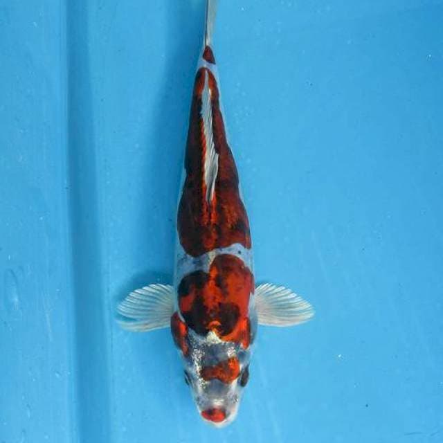Benigingga kiko ±22cm