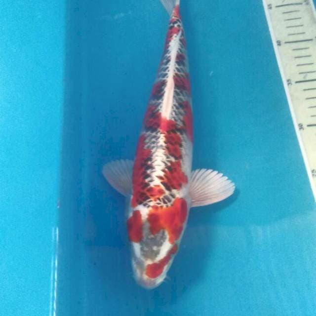 Kujaku, 35 cm