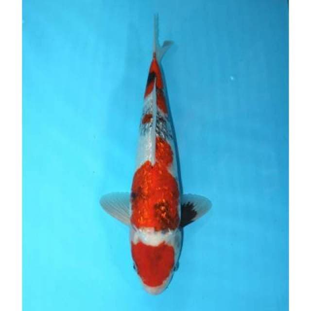 Tategoi Showa Ginrin 34 cm