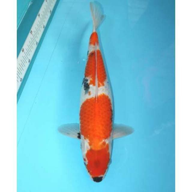 Showa 39 cm