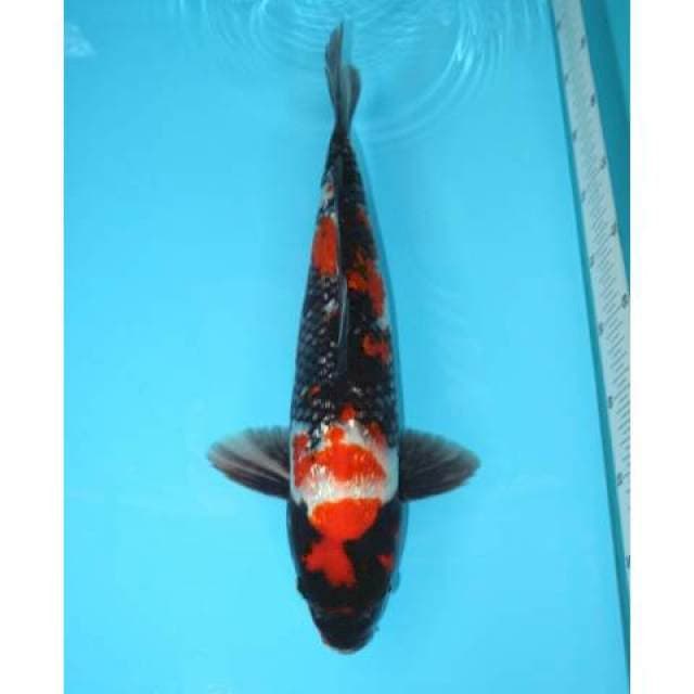 Showa Ginrin 41 cm