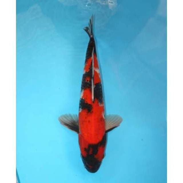 Showa 43 cm
