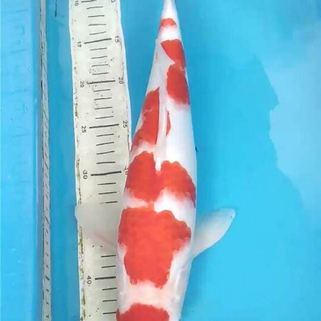 Kohaku