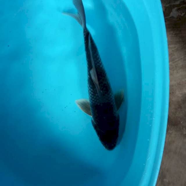 OCHIBA JANTAN 38 CM
