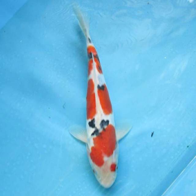 Doitsu sanke ±24cm
