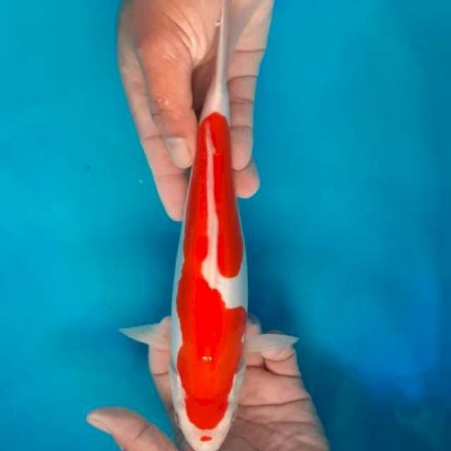 MENKABURI KOHAKU DOITSU JANTAN