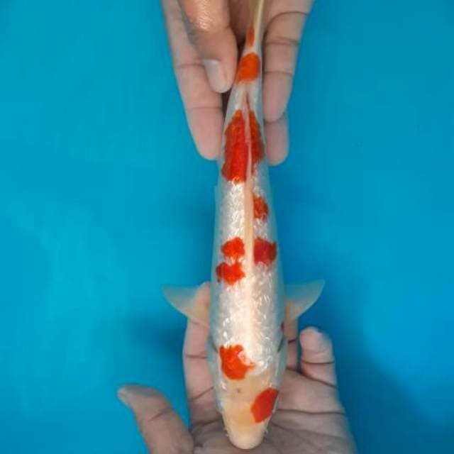 GINDRIN FULL 32 CM JANTAN