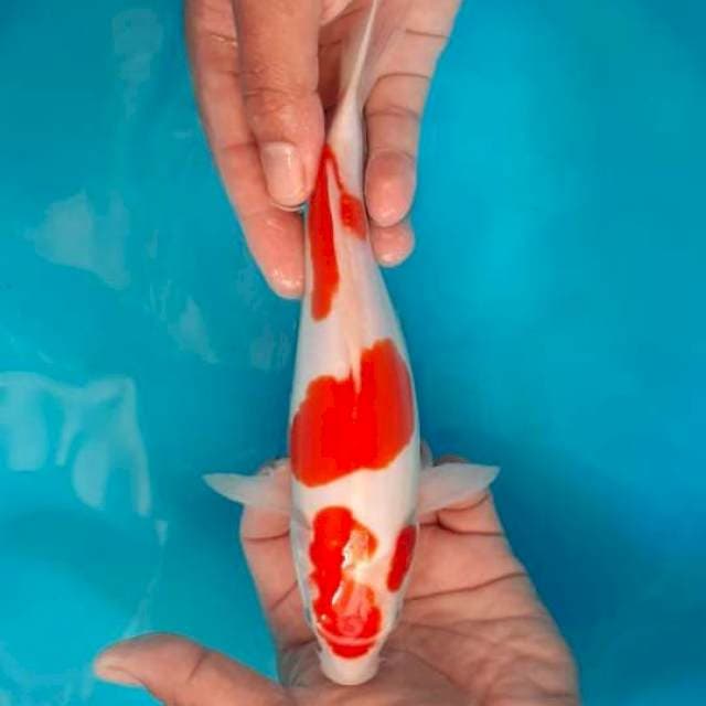 DOITSU MURNI MERAH KOHAKU 