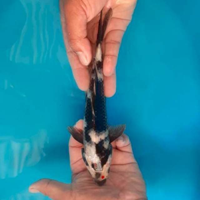 SHIRO HITAM PEKAT