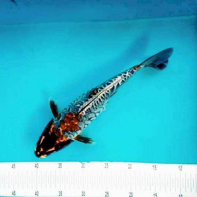 II. Magic Fish || 35 cm