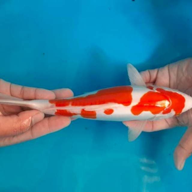 MULUSS KOHAKU 33 CM